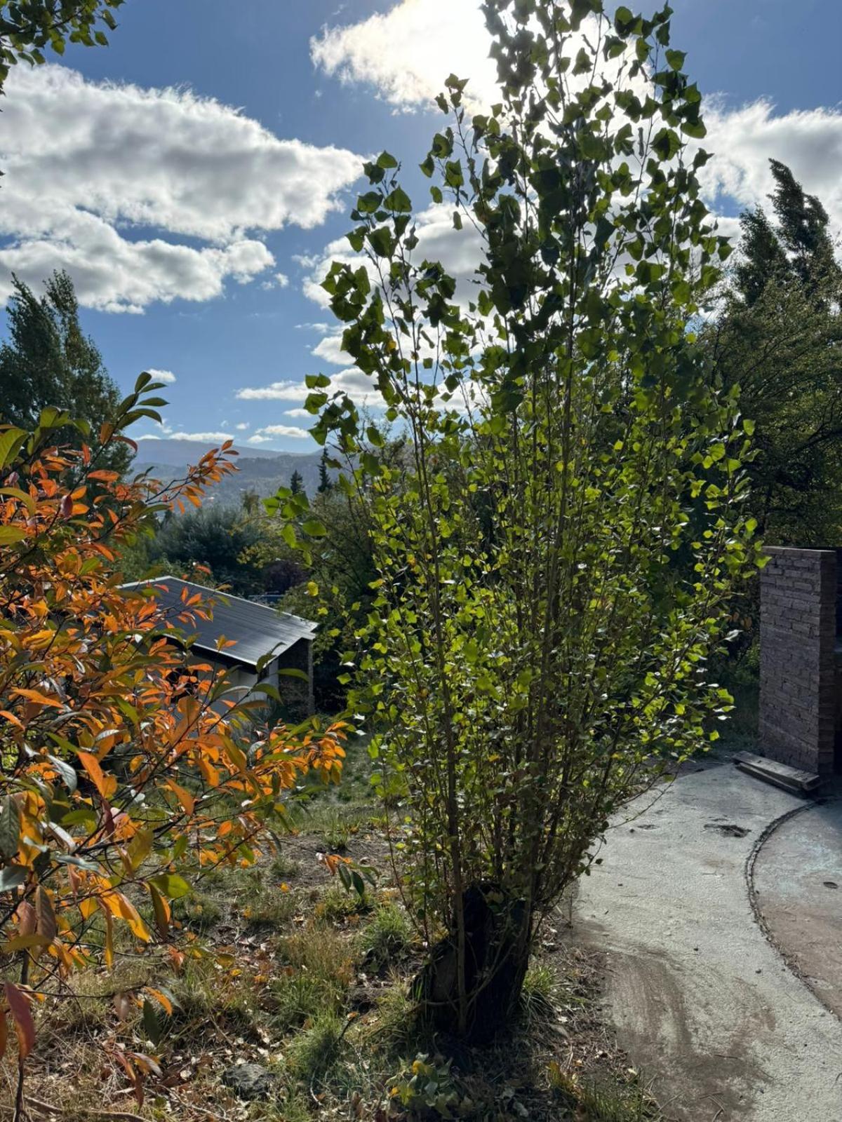 Huilen De Bandurrias Villa San Martín de los Andes Exterior foto